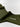 Donna Filo di Scozia Knee-High - Oliva